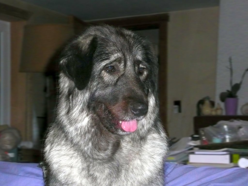 Djinn championne de beauté de Belgique et Luxembourg