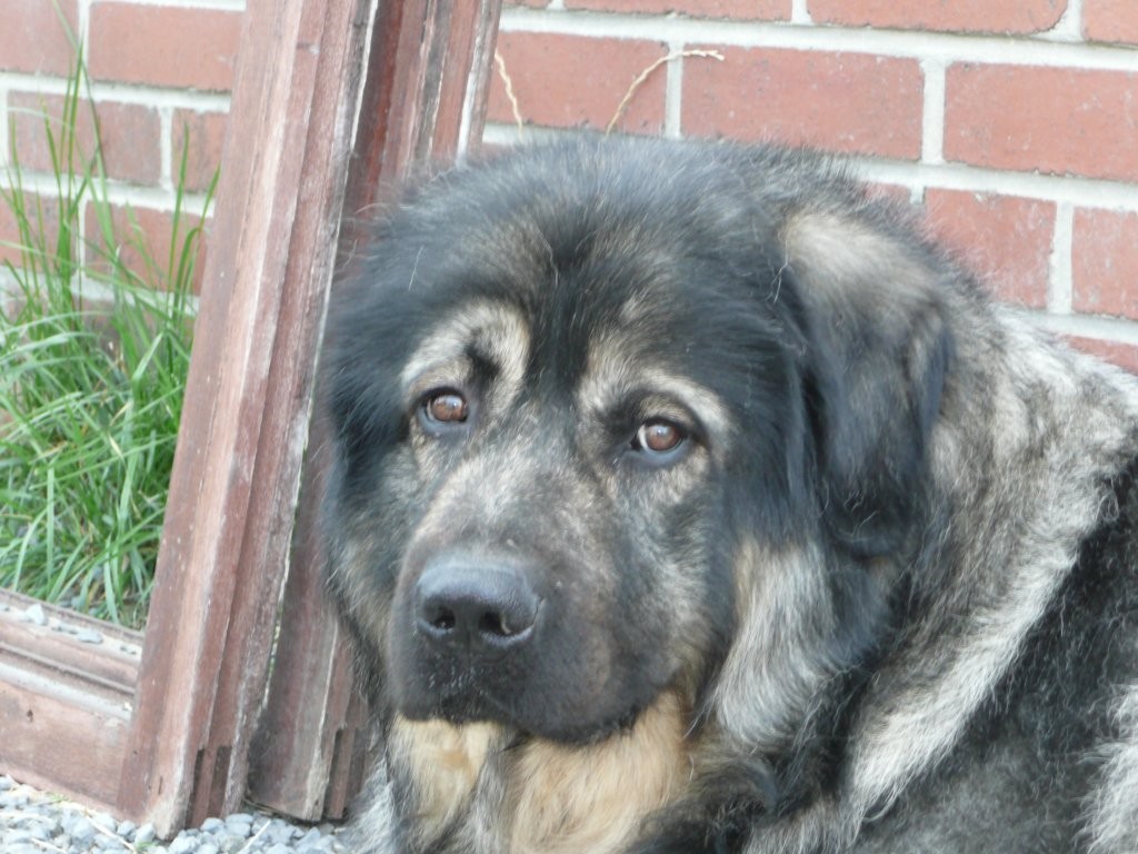 Bob champions de beauté de Belgique, Luxembourg et International