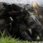 First litter at Gardien de Velana